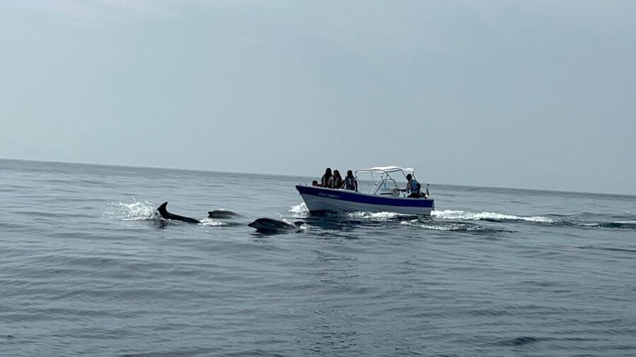 Olhão- Safari Watching Dolphins and other species - What the two-hour route can include