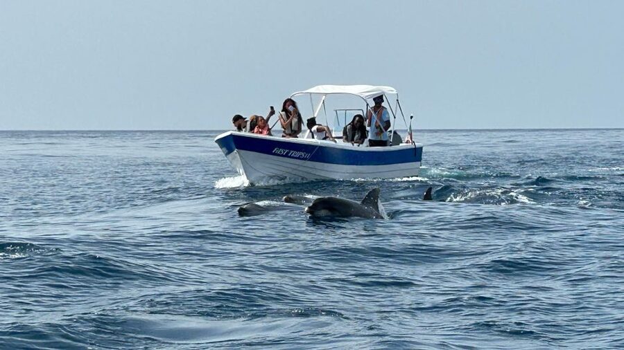 Olhão- Safari Watching Dolphins and other species - Reading the Ria Formosa before open water
