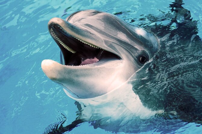 Oman Dolphin Watching Tours - Is $52.31 a fair price?