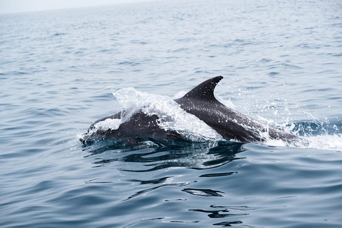 Oman Dolphin Watching Tours - Who will enjoy this two-hour trip most?