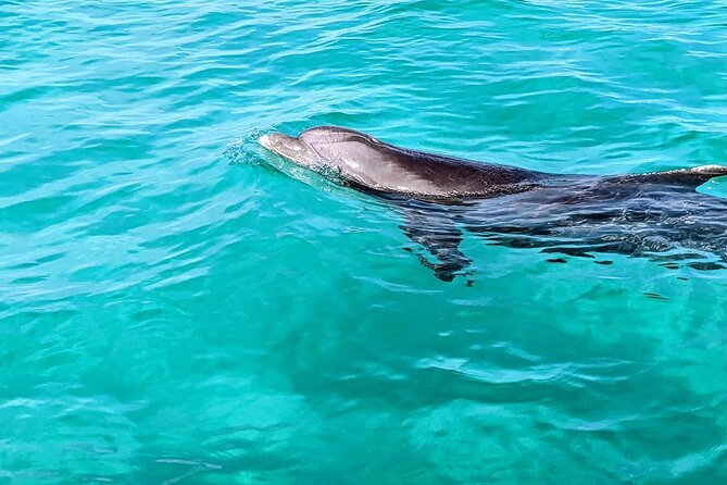 One Hour Harbor Shared Tour with Dolphin Watching - Key points at a glance