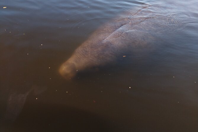 One Single Kayak Rental for 2 hours with Manatee & Dolphin sightings! - The no-guide detail matters