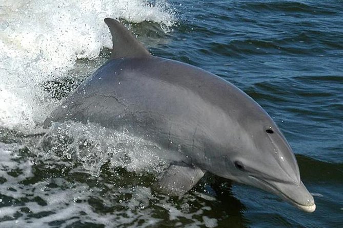 Orange Beach Dolphin Eco Boat Tour - Quick points before you book