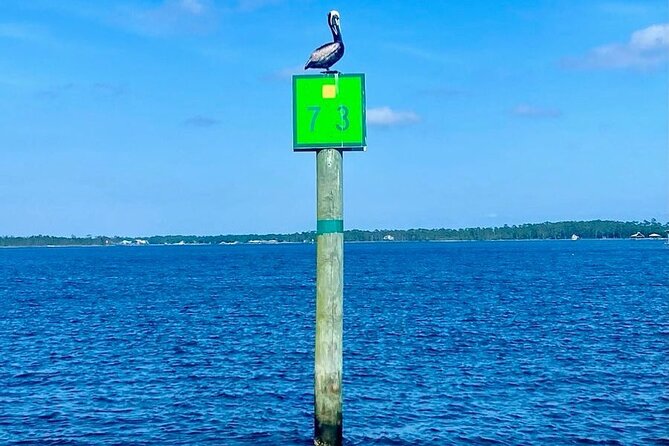 Orange Beach Dolphin Eco Boat Tour - Who should take this cruise
