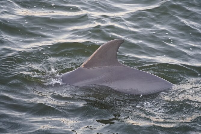 Orange Beach Dolphin Eco Boat Tour - Timing, meeting point, and cancellation details