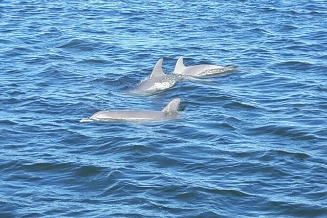 Orange Beach Dolphin Eco Boat Tour - Dolphins are the main event, but not a promise