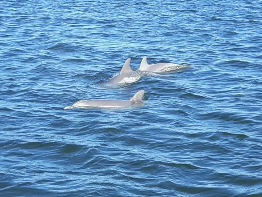 Orange Beach: Dolphin Eco Sunset Cruise aboard The Explorer - Who should book this Orange Beach cruise?