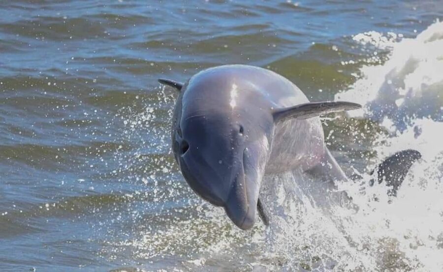 Orange Beach: Dolphin & Sailing Cruise Aboard 52' Catamaran - Watching for dolphins and coastal birds