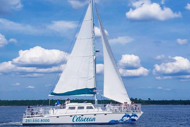Orange Beach Dolphin Sailing Cruise aboard Catamaran - Dolphins, birds, and the value of patience