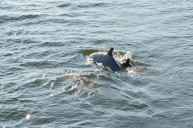 Orange Beach Dolphin Sailing Cruise aboard Catamaran - Who will enjoy this Orange Beach outing