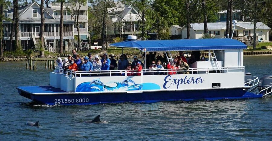 Orange Beach: Dolphin-Watching Eco-Boat Tour - Meeting the pod by its dorsal fins
