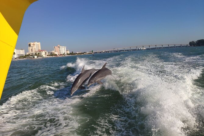 Orlando: Clearwater Beach, Dolphin Cruise Small Group Max 14 Tour - What the $88 price is really buying