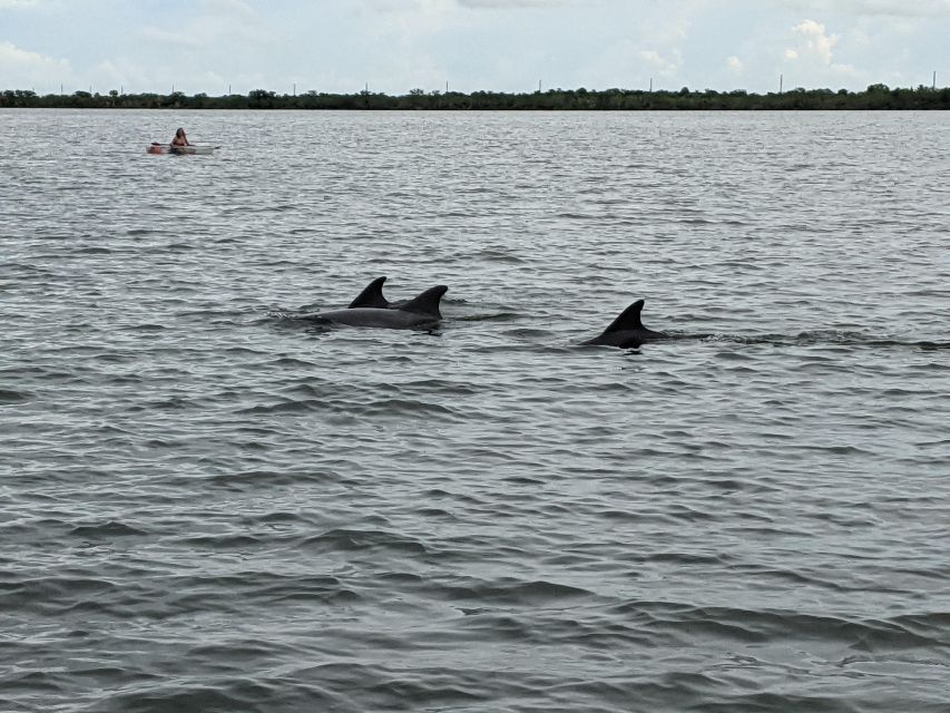 Orlando: Dolphin Clear Kayak or Paddle Board Adventure - A wildlife tour away from Orlando’s theme-park crowds