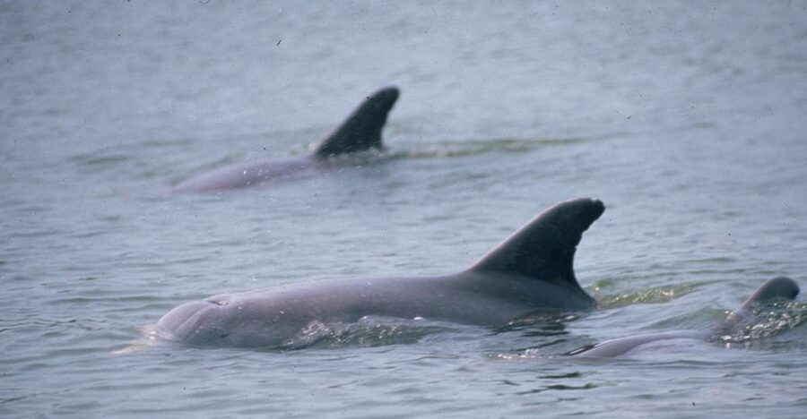 Orlando: Dolphin Clear Kayak or Paddle Board Adventure - Choosing between a clear kayak and paddleboard