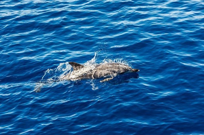 Ortigia-blue cave island tour with dolphin sighting - The private boat value for seven people