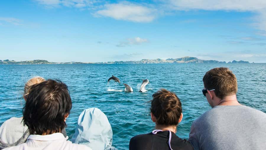 Paihia: Bay of Islands Dolphin Eco Cruise & Island Stopover - Four hours among the islands