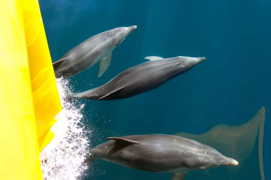 Paihia: Bay of Islands Dolphin Eco Cruise & Island Stopover - Searching for dolphins, whales, and seals