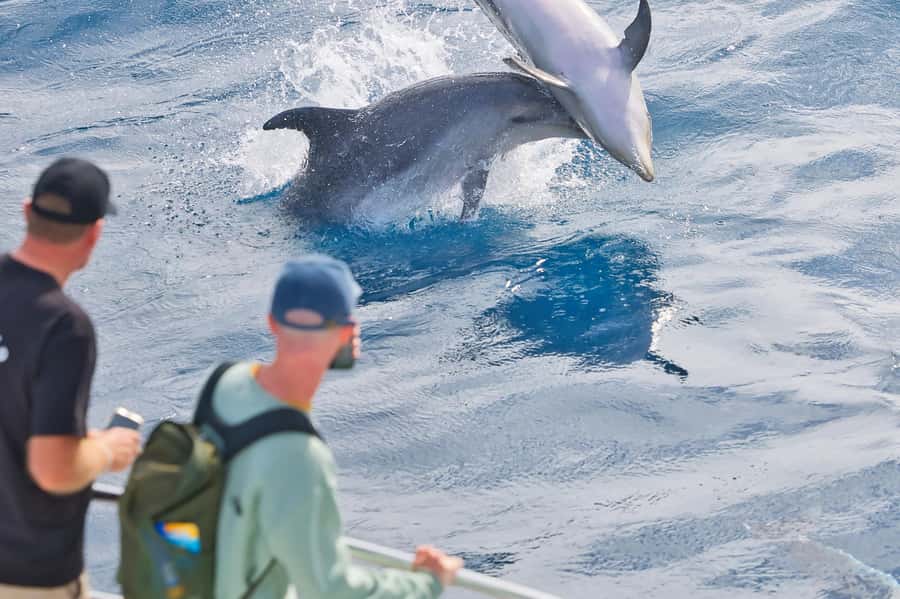 Paihia: Bay of Islands Dolphin Eco Cruise & Island Stopover - Boom netting, if the sea allows it