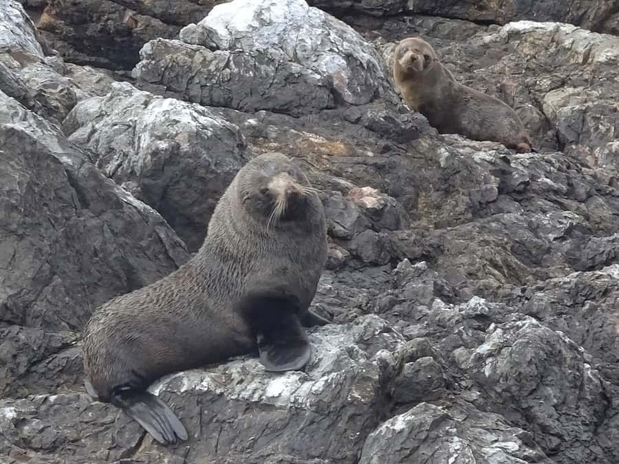 Paihia: Bay of Islands Dolphin Eco Cruise & Island Stopover - Who will enjoy this cruise most