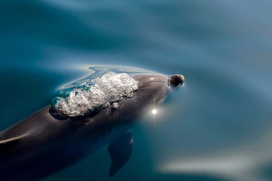Paihia/Russell: Hole in the Rock, Dolphins & Island Cruise - A running story about the Bay of Islands