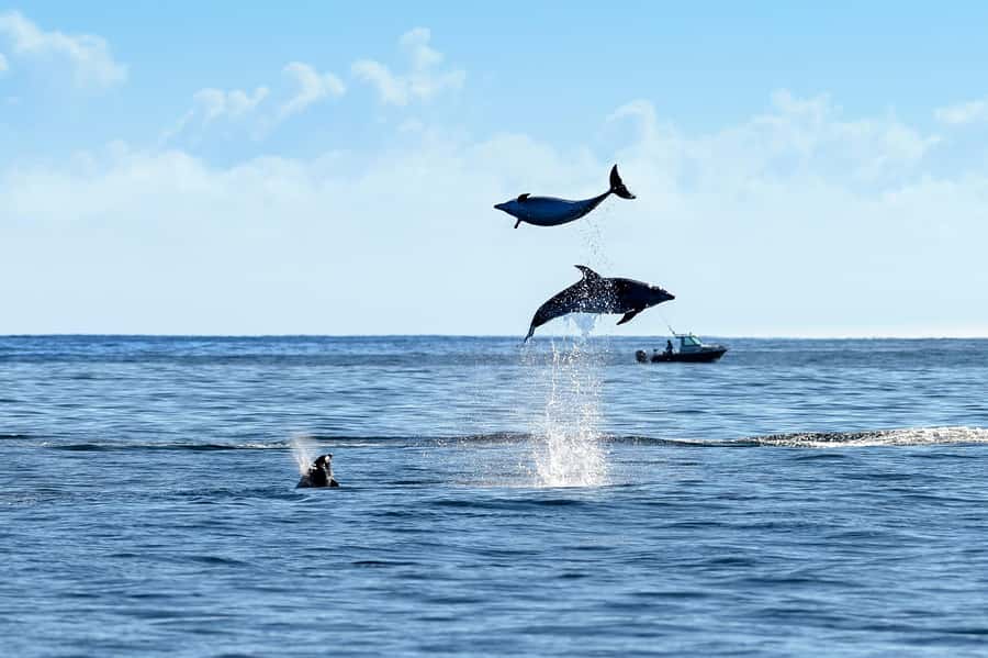 Paihia/Russell: Hole in the Rock, Dolphins & Island Cruise - What the boat is like for a four-and-a-half-hour trip
