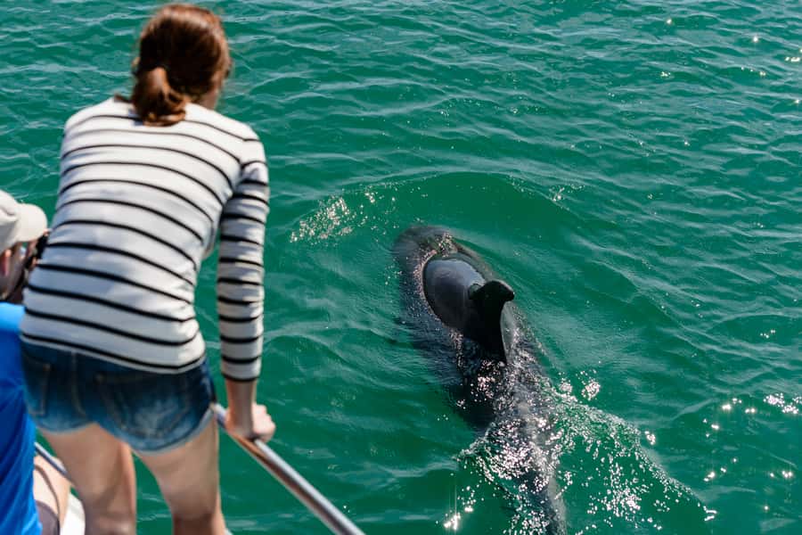 Paihia/Russell: Hole in the Rock, Dolphins & Island Cruise - Who should book this cruise?