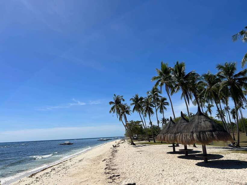 Pamilacan island: Dolphins, snorkel, lunch and walking tour - Dolphin watching near Pamilacan