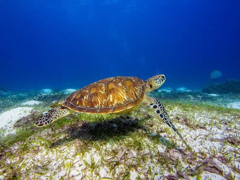 Pamilacan island: Dolphins, snorkel, lunch and walking tour - Who will enjoy this day most