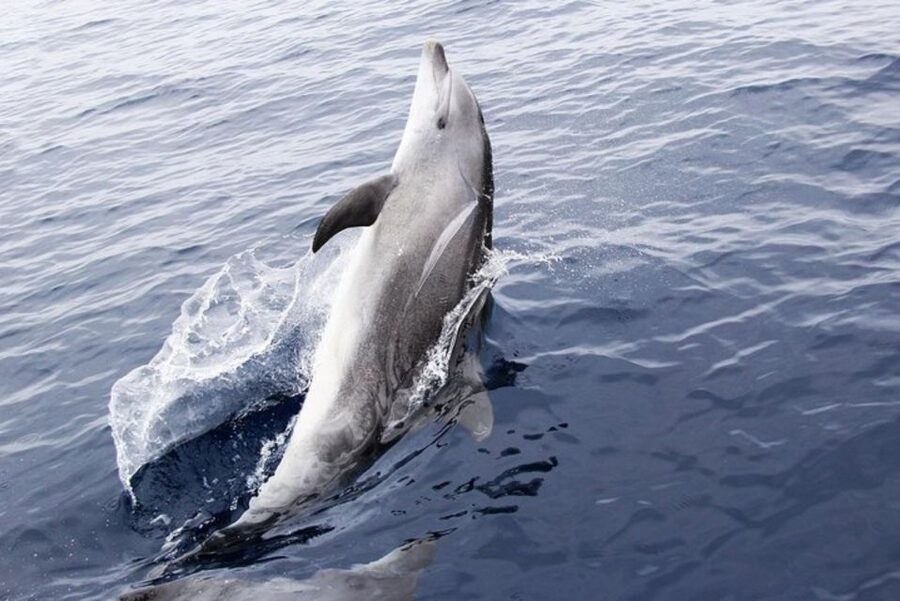 Panama City Beach: Dolphin Sightseeing Trip by Catamaran - Key points to know before you book