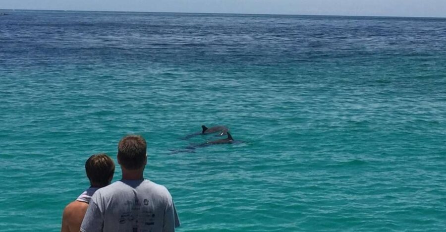 Panama City Beach: Dolphin Sightseeing Trip by Catamaran - Watching dolphins in the Gulf