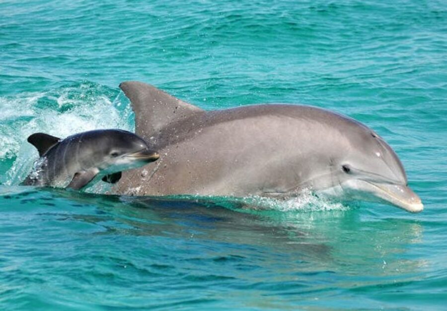 Panama City Beach: Dolphin Sightseeing Trip by Catamaran - A 90-minute route toward Shell Island