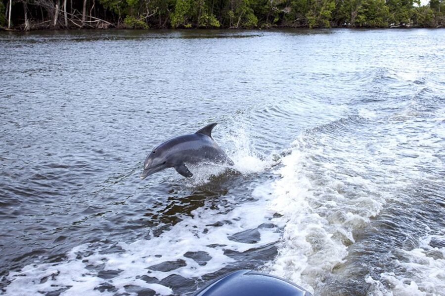 Panama City: Sunset Dolphin Cruise in St. Andrews Bay - Timing, weather, and seasonal details