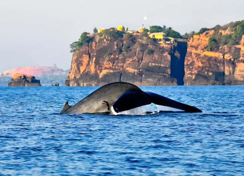 Pasikuda to Trincomalee: Whale & Dolphin Safari + Transport - Why this Pasikuda to Trincomalee trip is worth considering