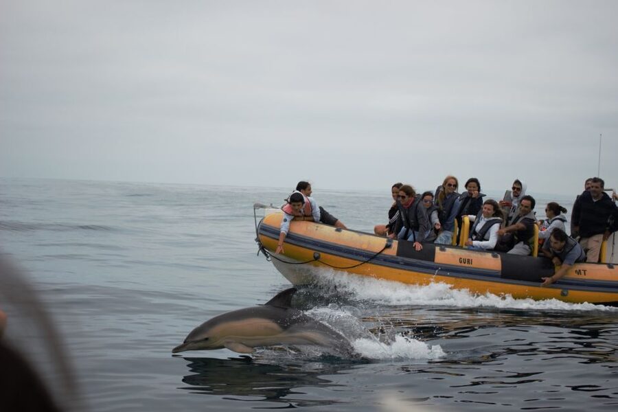 Peniche: Dolphin Route Boat Trip - How much value do you get for $53?