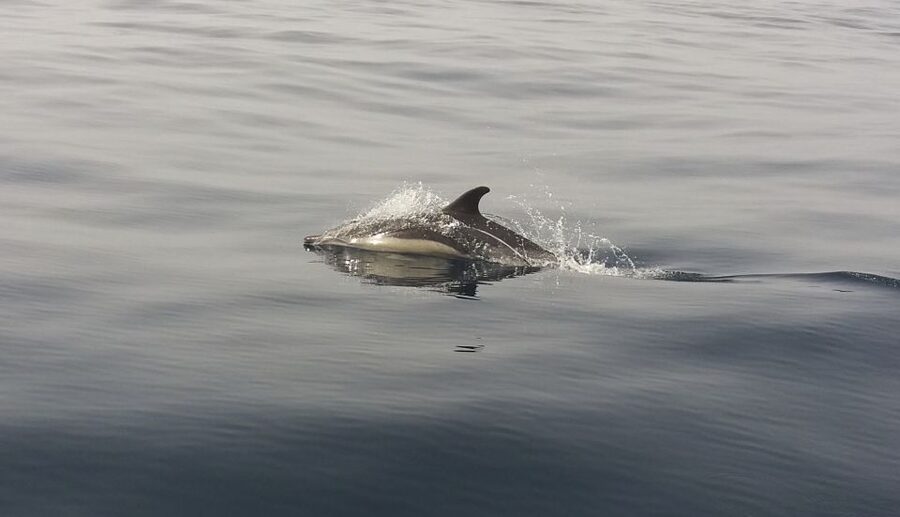 Peniche: Dolphin Route Boat Trip - A local fisherman gives the trip its character