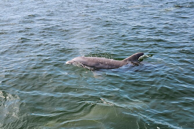 Pensacola Beach Dolphin and Scenic Tour - A Dolphin Cruise That Keeps Pensacola in View