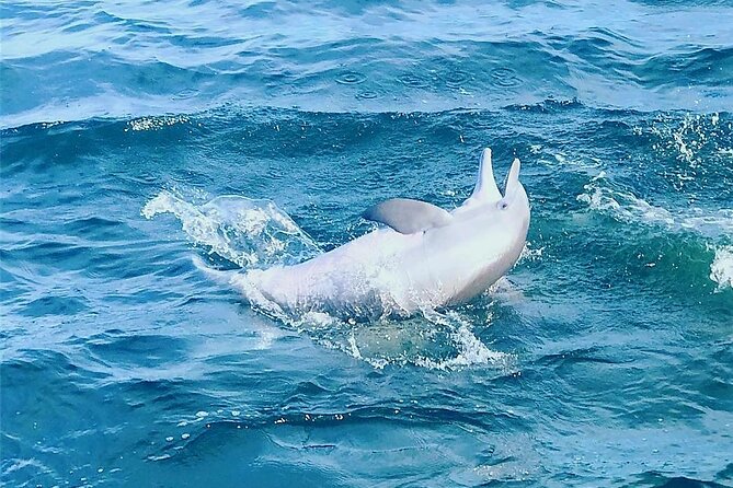Pensacola Beach Dolphin and Scenic Tour - Naval Live Oaks and a Quieter Shore