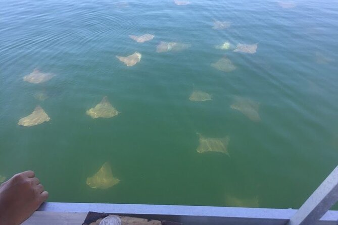 Pensacola Beach Jolly Dolphin Cruise and Scenic Bay Tour - Comfort, shade, and the practical value of $39