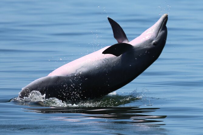 Pensacola Beach Jolly Dolphin Cruise and Scenic Bay Tour - What the crew adds to the experience