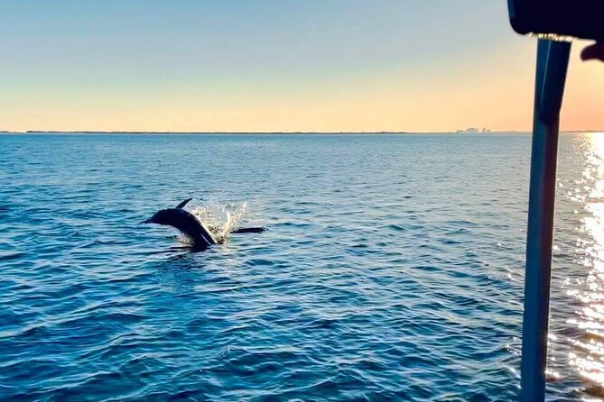Pensacola Frisky Dolphin Sightseeing Bay Cruise - Following dolphins through Pensacola Bay