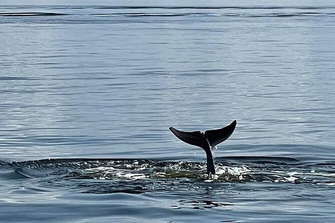 Pensacola Frisky Dolphin Sightseeing Bay Cruise - Is $37.99 a fair price?
