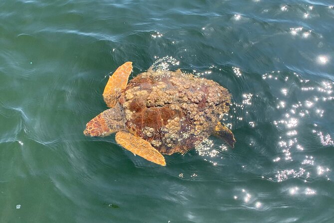 Pensacola Frisky Dolphin Sightseeing Bay Cruise - The main drawback: schedule changes and minimum numbers