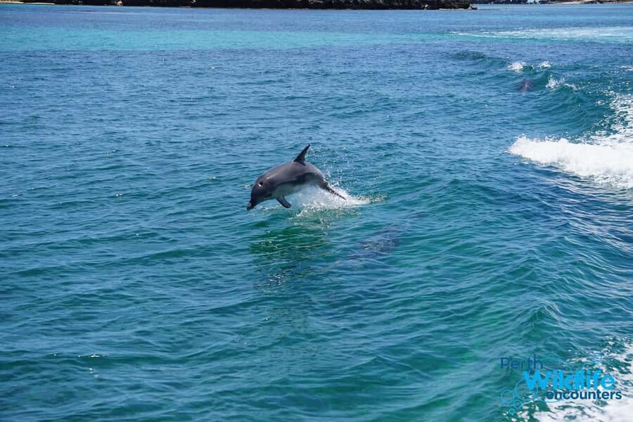 Perth: Dolphin, Sealion & Wildlife Cruise with Lunch - Key points at a glance