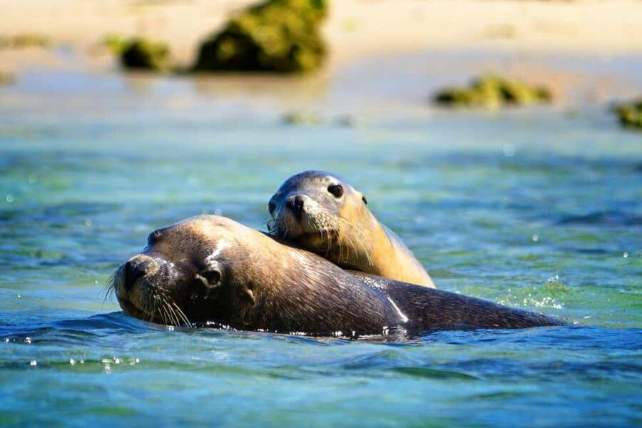 Perth: Dolphin, Sealion & Wildlife Cruise with Lunch - A short cruise with a real wildlife payoff