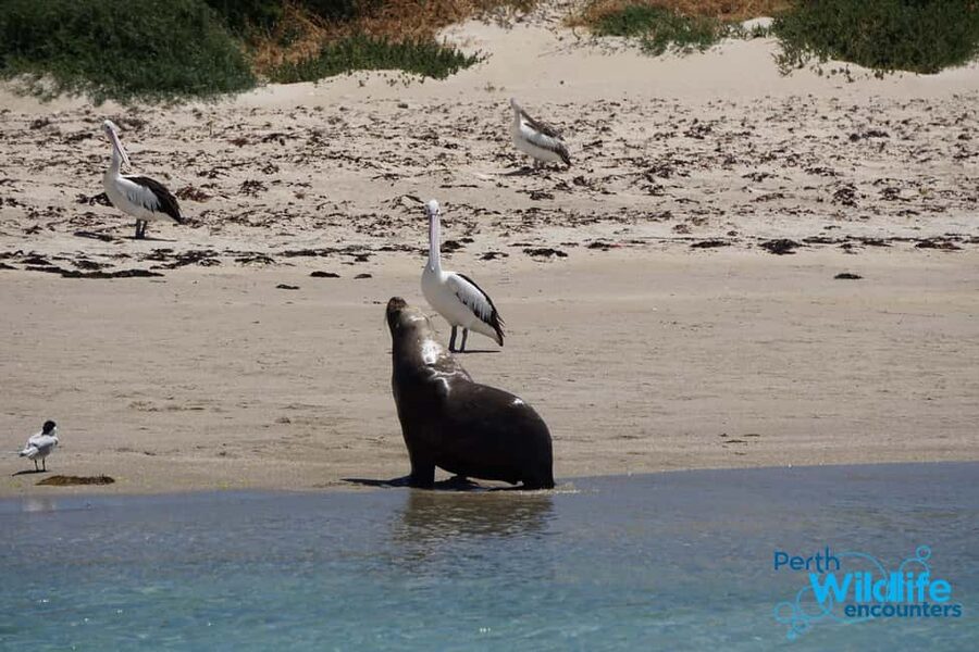 Perth: Dolphin, Sealion & Wildlife Cruise with Lunch - Penguin, Seal, and Bird Islands from the water