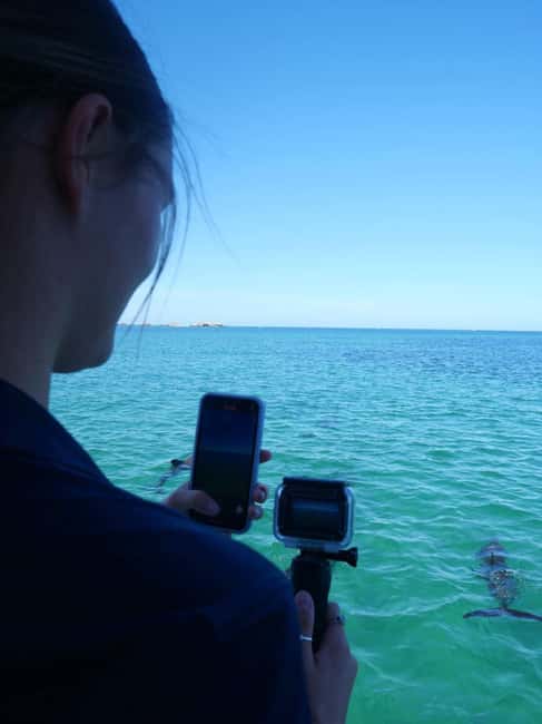 Perth: Dolphin, Sealion & Wildlife Cruise with Lunch - Dolphins, sea lions, and the art of looking carefully