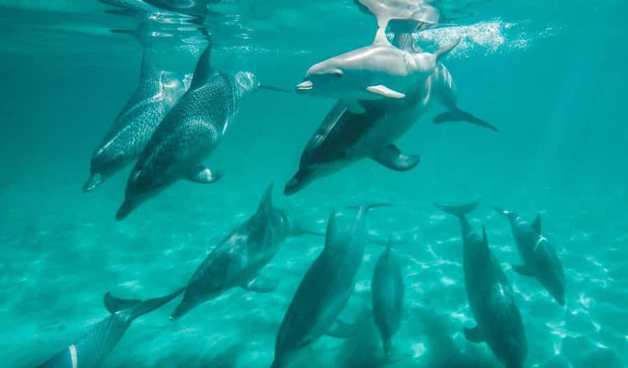 Perth: Swim with Wild Dolphins Tour - Key points to know before you book