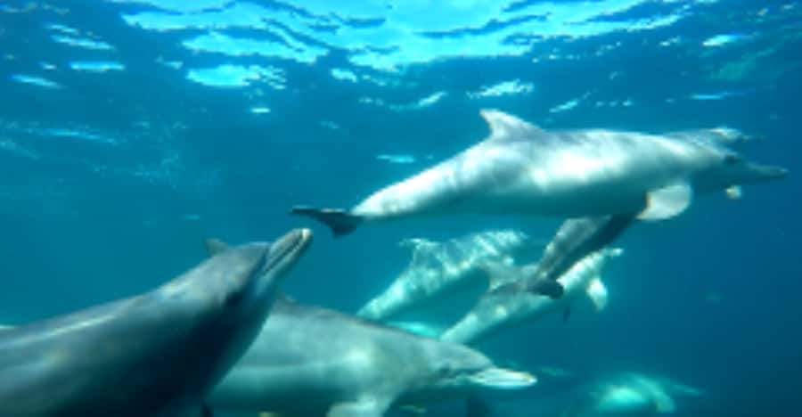 Perth: Swim with Wild Dolphins Tour - The real attraction: wild dolphins on their terms