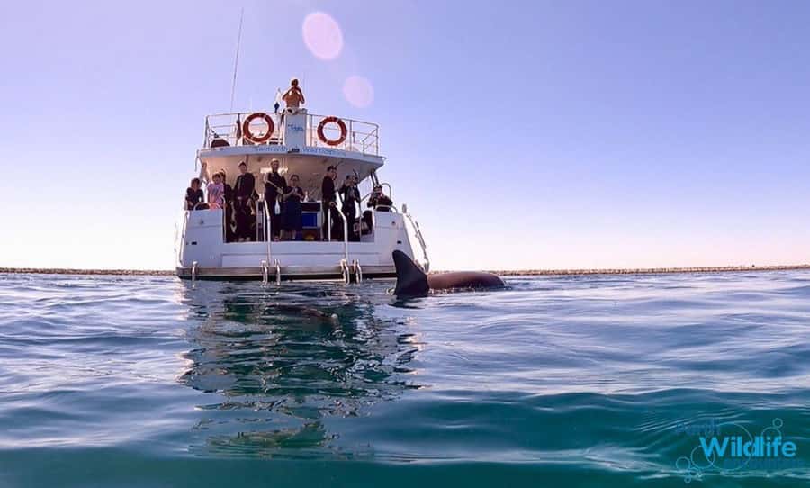Perth: Swim with Wild Dolphins Tour - Getting ready for your first swim