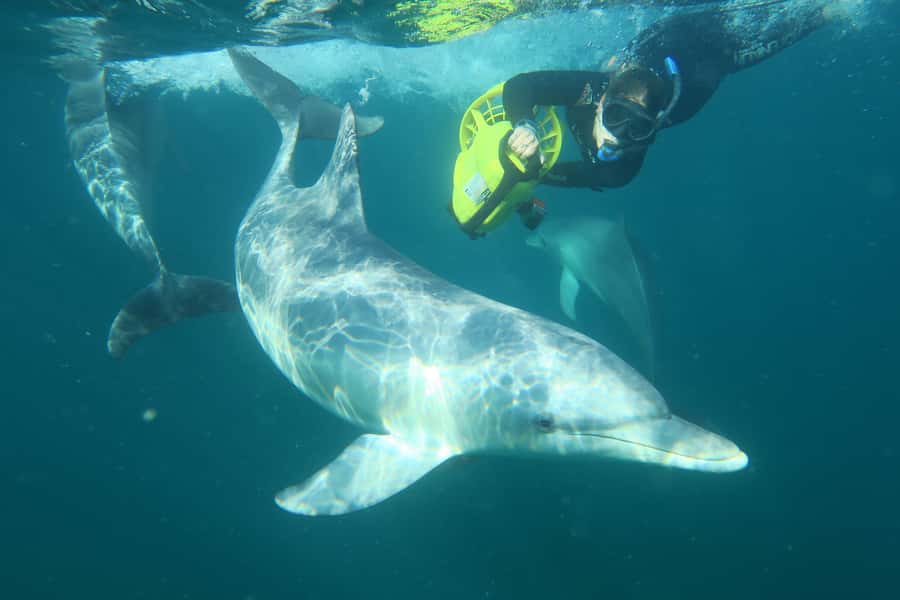Perth: Swim with Wild Dolphins Tour - Photos, views, and what you actually take home